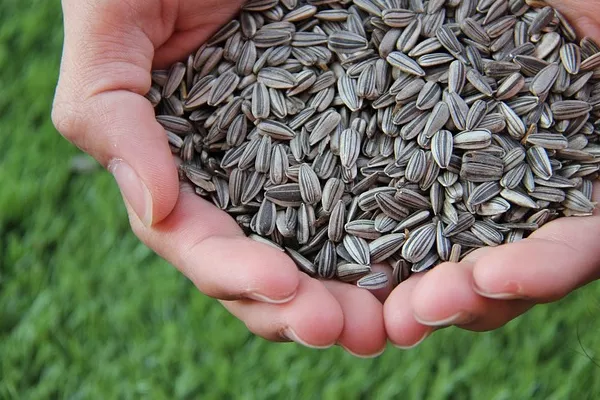 The World's Best Import Markets for Sunflower Seed