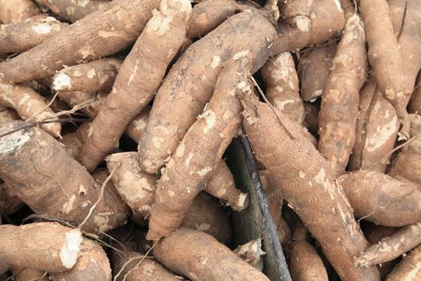 China Sees a Sharp Drop in Cassava Imports to $1.6 Billion in 2023