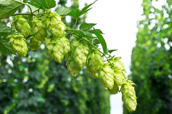 Which Country Consumes the Most Hops in the World?