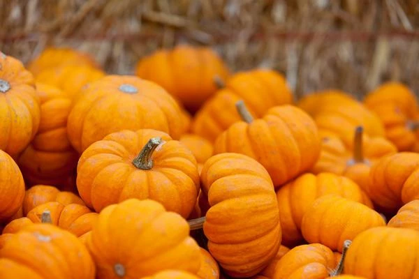 U.S. Imports of Pumpkins From Mexico Account for One-Third of Global Trade