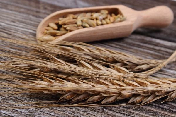 Rye Market - Poland’s Rye Exports Dropped 15% in 2014