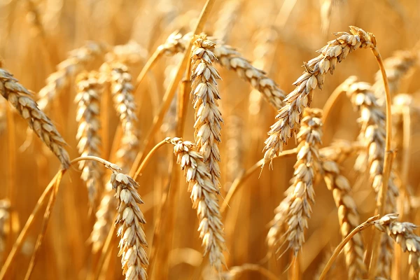 波兰小麦淀粉价格下滑至每吨 695 美元
